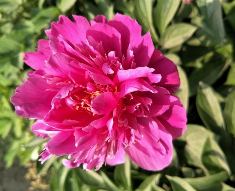 庭前芍药妖无格全文意思,庭前芍药妖无格的庭前指的是哪里