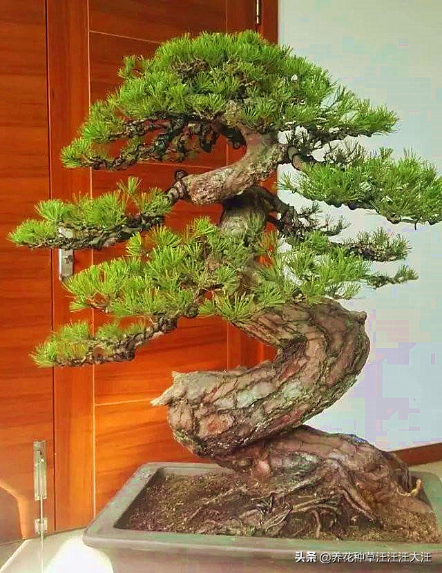 亭亭山上松瑟瑟谷中风谁写的,黑松临水造型盆景