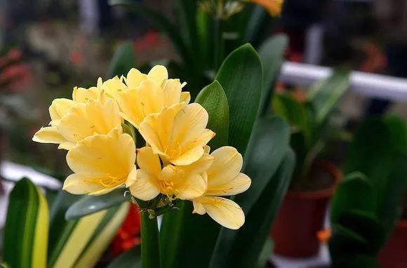 哪种兰花最好养四季开花又很香,春节养什么兰花最香好看