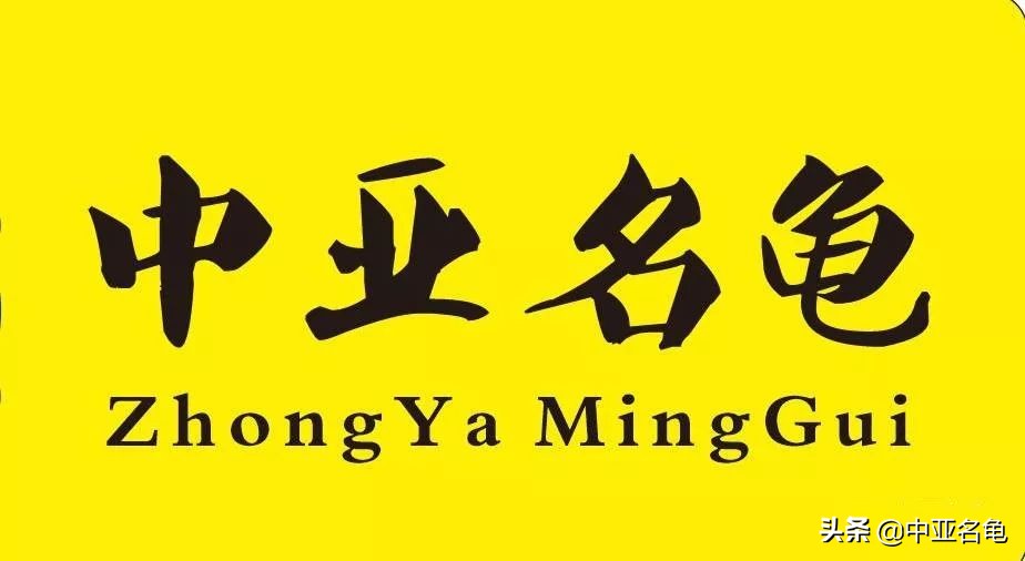 养龟秘籍搞笑,养龟绝招大全视频