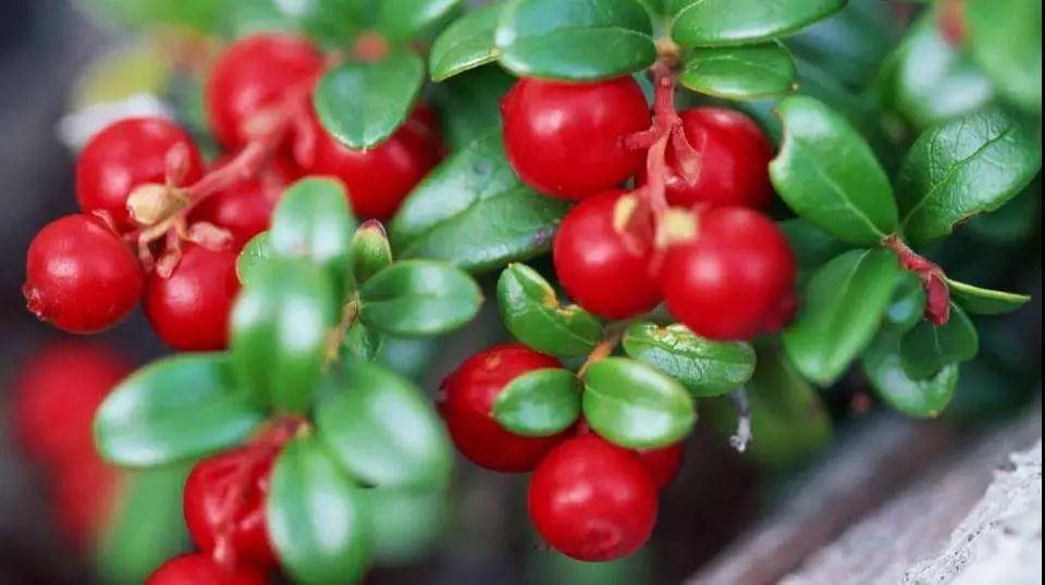 素颜霜是什么,素颜霜怎么用才是最好