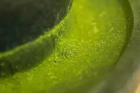 绿茶茶树种植技术,抹茶茶园管理技术