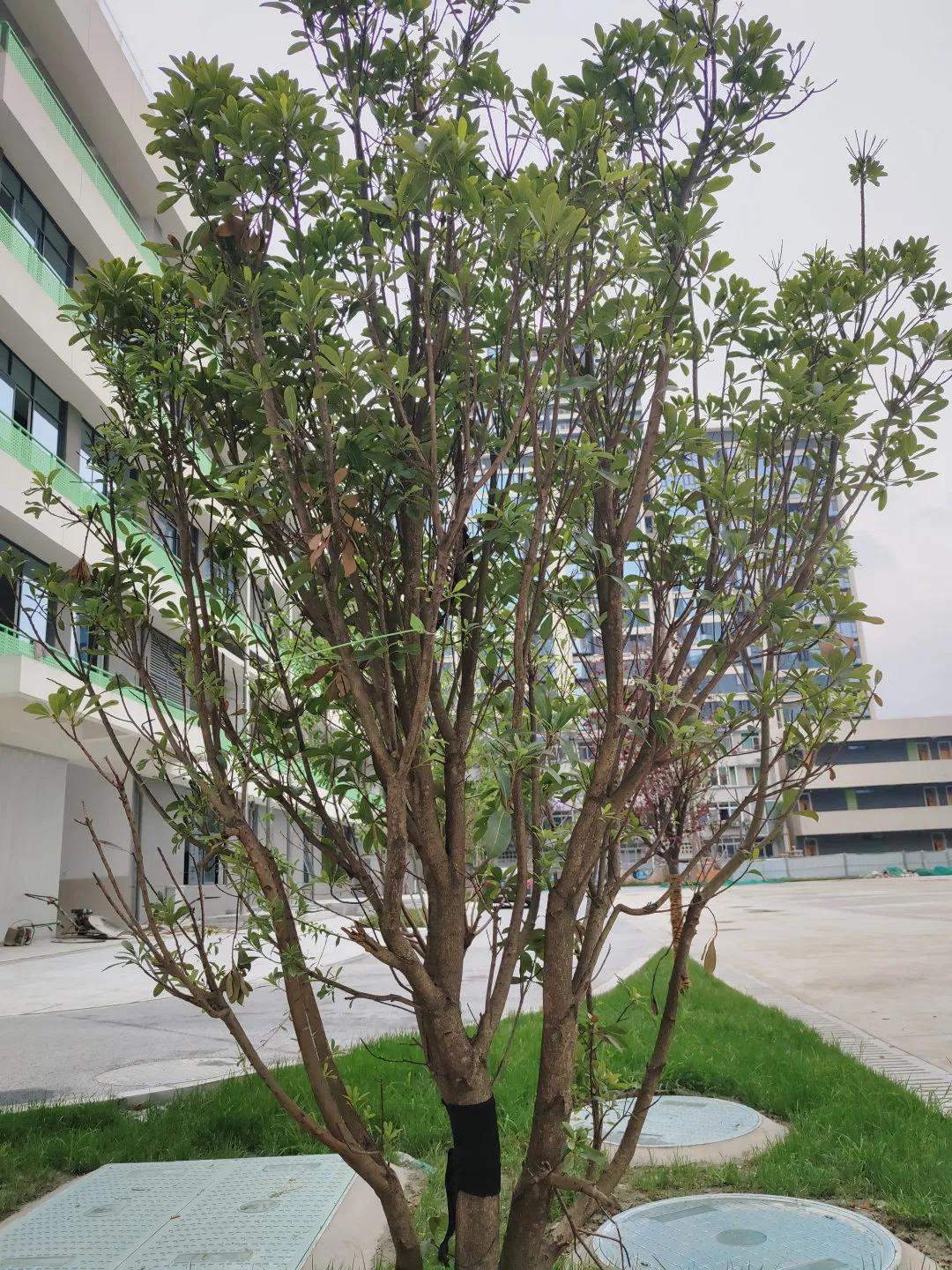 美呆~金牛又一小学校,改扩建完成!