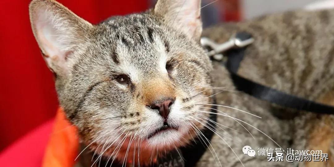 世界各国国宝级动物,世界各地的名贵动物