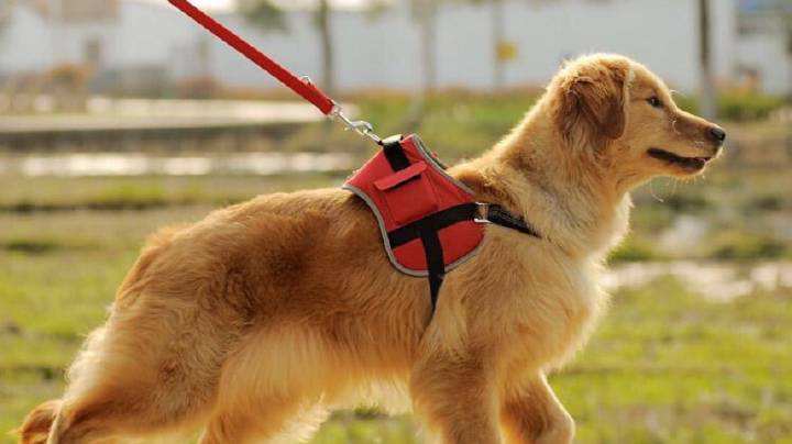 为啥现在爱狗人士少了,爱狗人士为啥变成贬义词