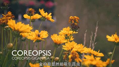 这也能拍出花?网飞又开挂了,每集都让我惊掉下巴