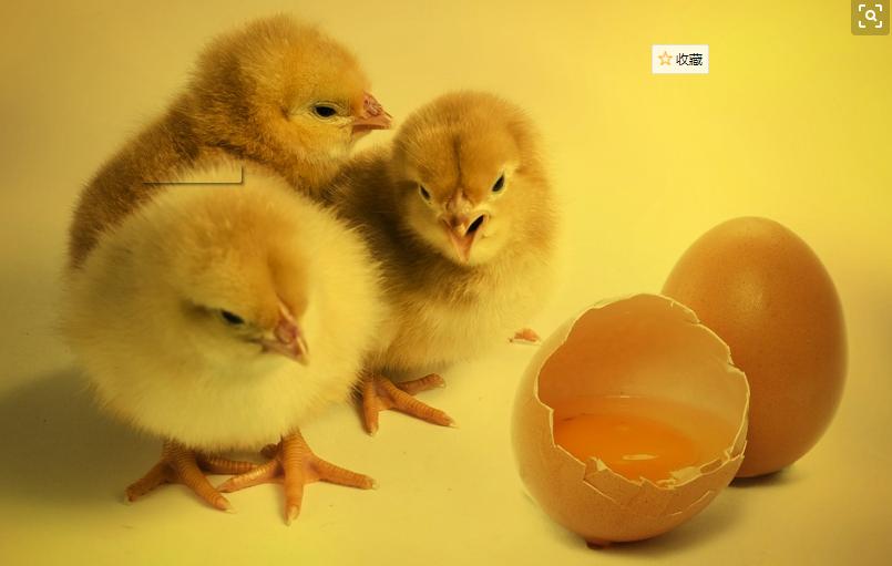 小鸡常见病症和治疗,小鸡常见病有几种用什么药