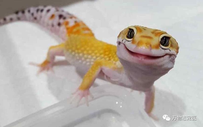 新宠到家,新宠到家注意事项