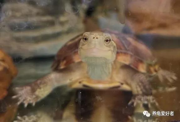 深水龟有哪些品种不需要晒台,斑点龟属于深水龟吗