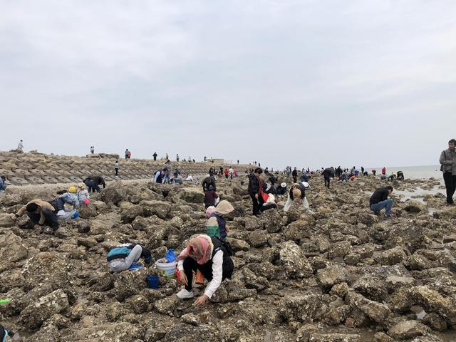 天津七里海赶海,偶遇赶海