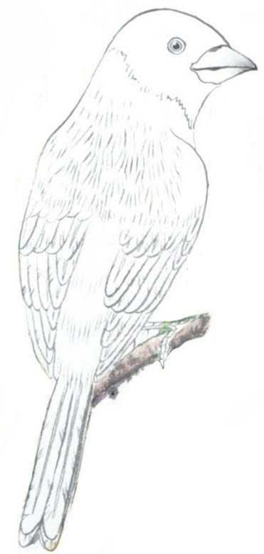 蜡嘴雀工笔画,蜡嘴鸟画画教程