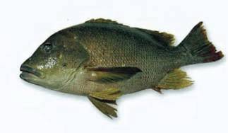 十种受欢迎的海鲜鱼类,最名贵的海鲜鱼类