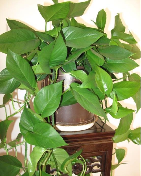 绿萝黄叶原因怎样处理,绿萝黄叶的正确方法