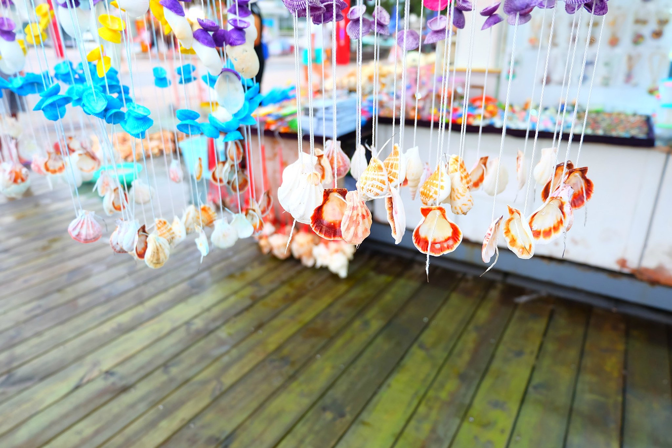 骆驼青岛,骆驼旅行在路上