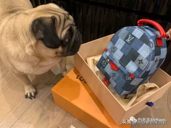 非常好看的宠物包,大家的包都带什么玩偶