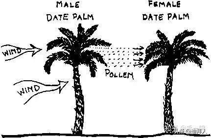 迪拜种植一棵树的成本,在迪拜种一棵树一年的成本