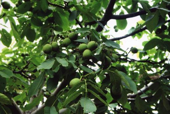 核桃树修剪完成怎样养护,盆栽矮化核桃树怎么养护