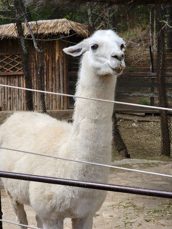 快乐动物园探险,愉快的旅行沈阳森林动物园一日游