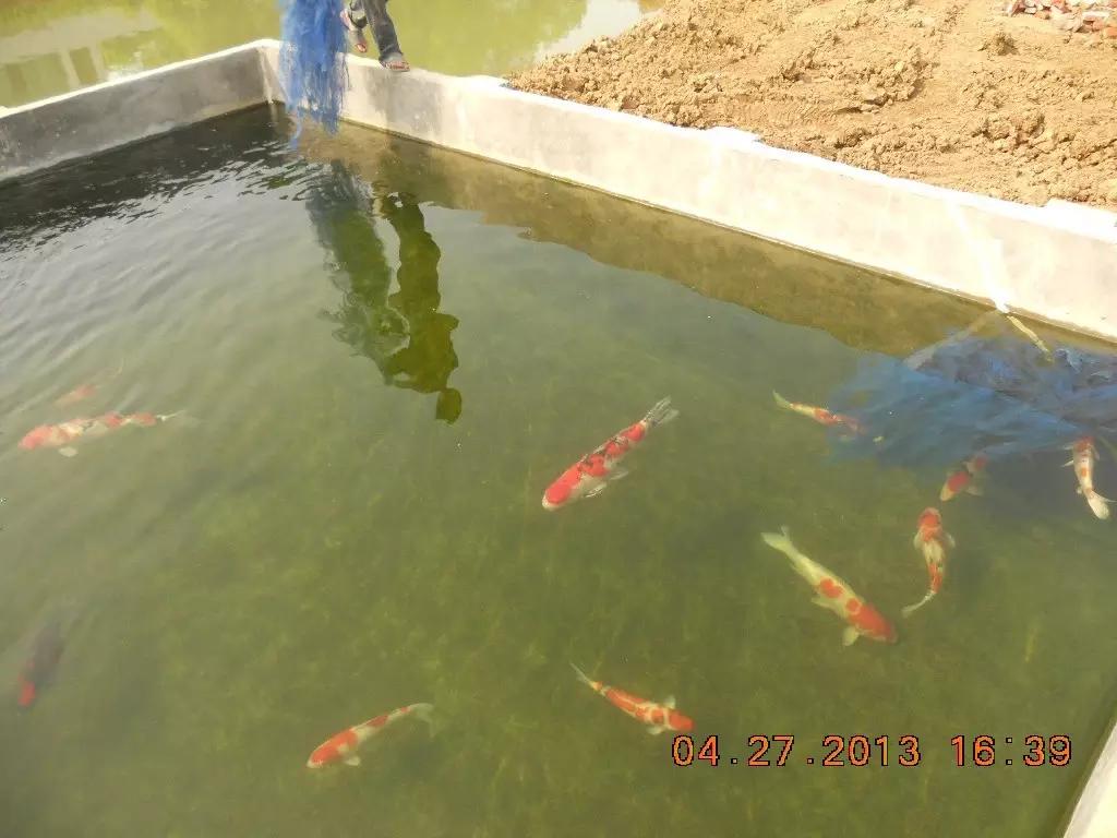 锦鲤池养殖方法图解,锦鲤繁殖全过程纪录片