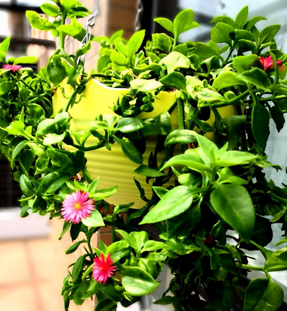 适合邻居养的十种花,养这7种花大人小孩都能养好