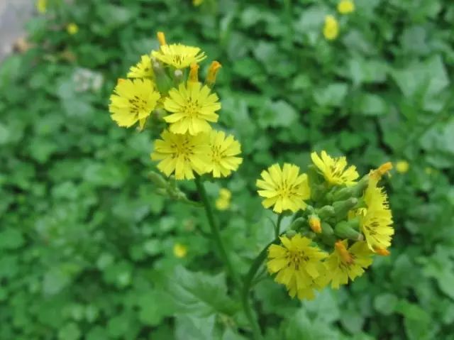 农村常见野花野草,这些野菜农村随处见