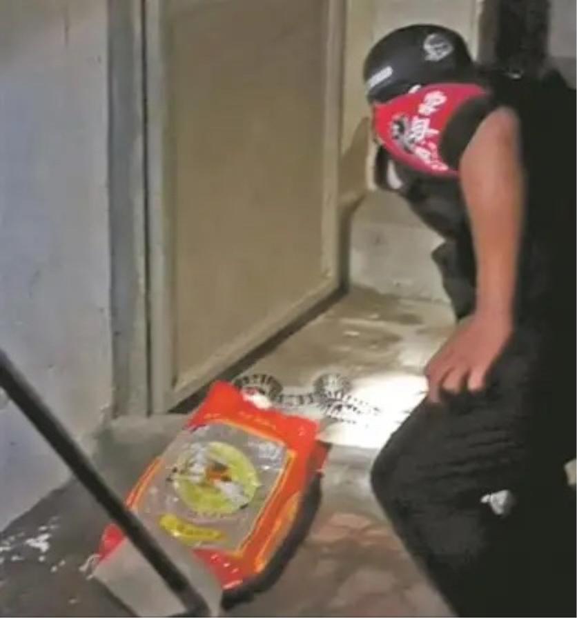 罕见毒蛇双头蛇,中国境内毒蛇双头蛇