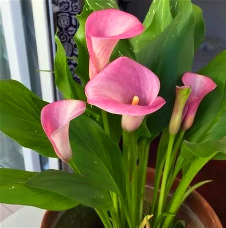 马蹄莲养了6年为什么不开花,可以快速爆盆的马蹄莲