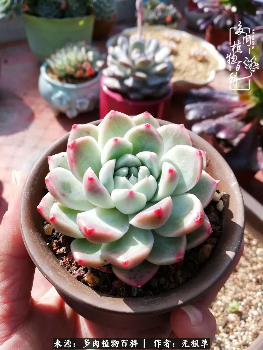 多肉寒冬中茁壮成长,多肉岁月的沉淀