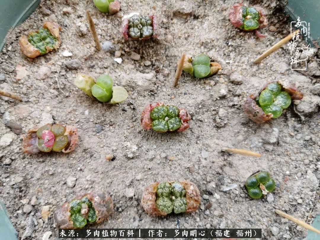 唯美雅致意境飘逸的多肉,蝶舞悠然多肉视频