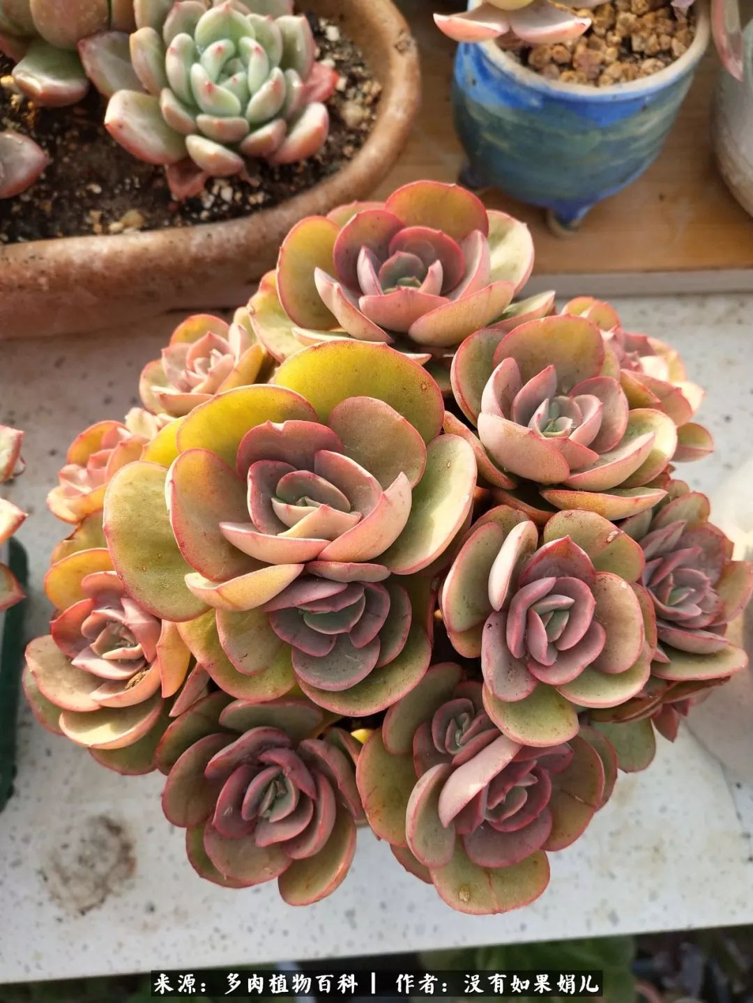 明人不说暗话，我为多肉而来！