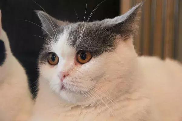 体外驱虫会导致猫咪死亡吗,体外驱虫是杀死蜱虫吗