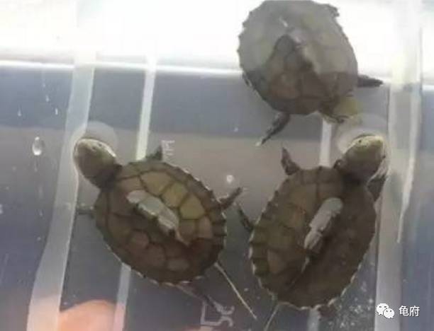 鉴赏花草模板,小青苗照片