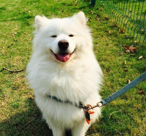 经济条件不好可以养金毛吗,如果经济不允许阿拉斯加犬吃什么