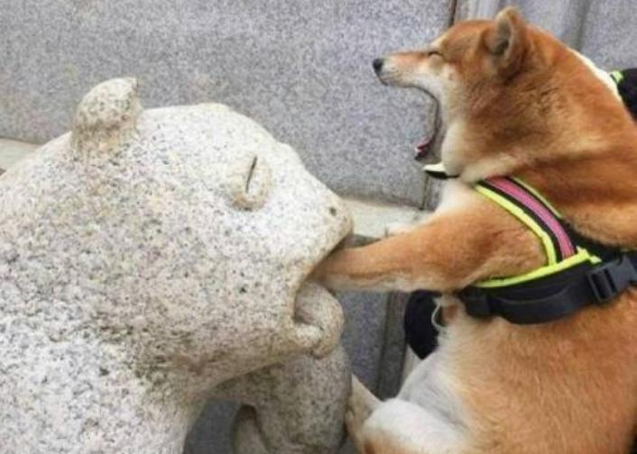 不同国家的狗大比拼,不同国家的狗狗品种结合的样子