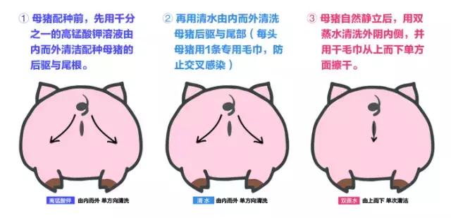 猪深部输精的技术路线及工艺流程,母猪深部输精间隔时间是多长时间