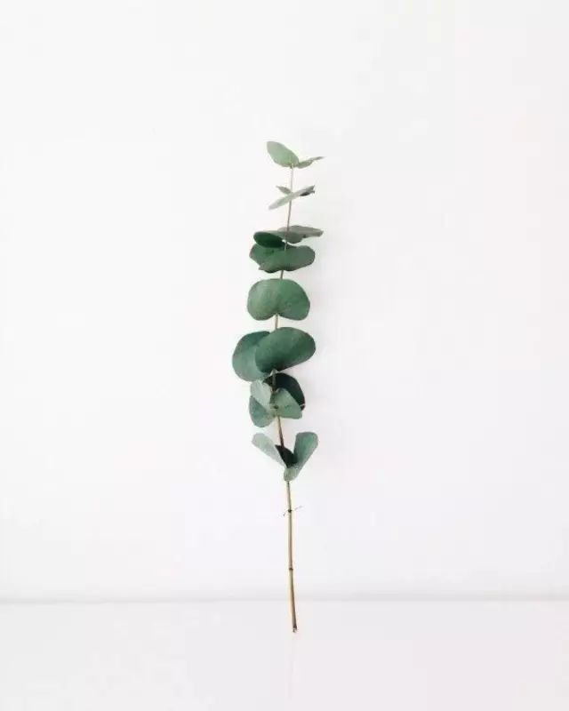 花店用的尤加利是什么品种,尤加利有几种