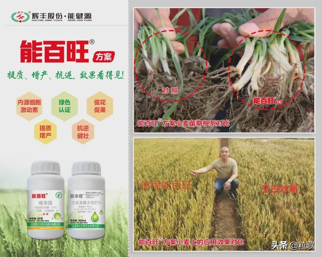 高产小麦示范田的标准及管理,能百旺在作物上一年使用几次