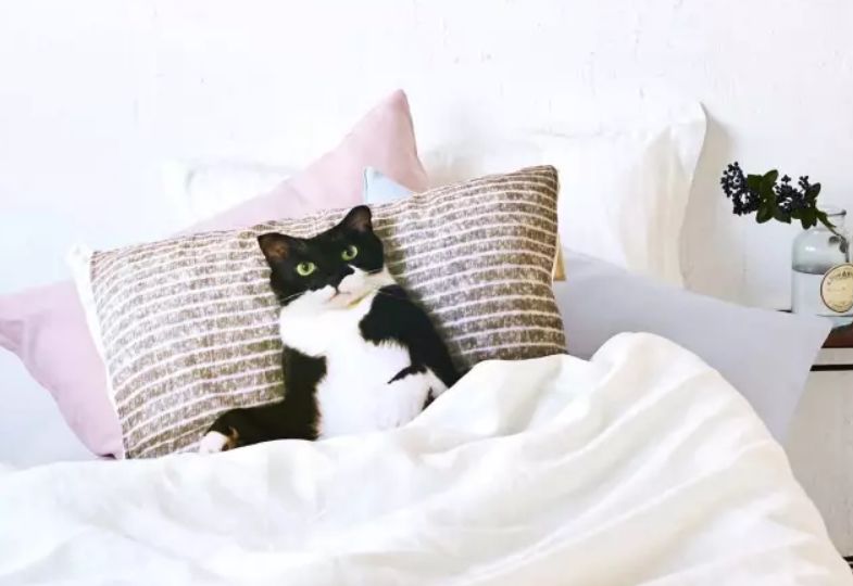 360度“云吸猫”?日本这家猫咪商店简直爱了