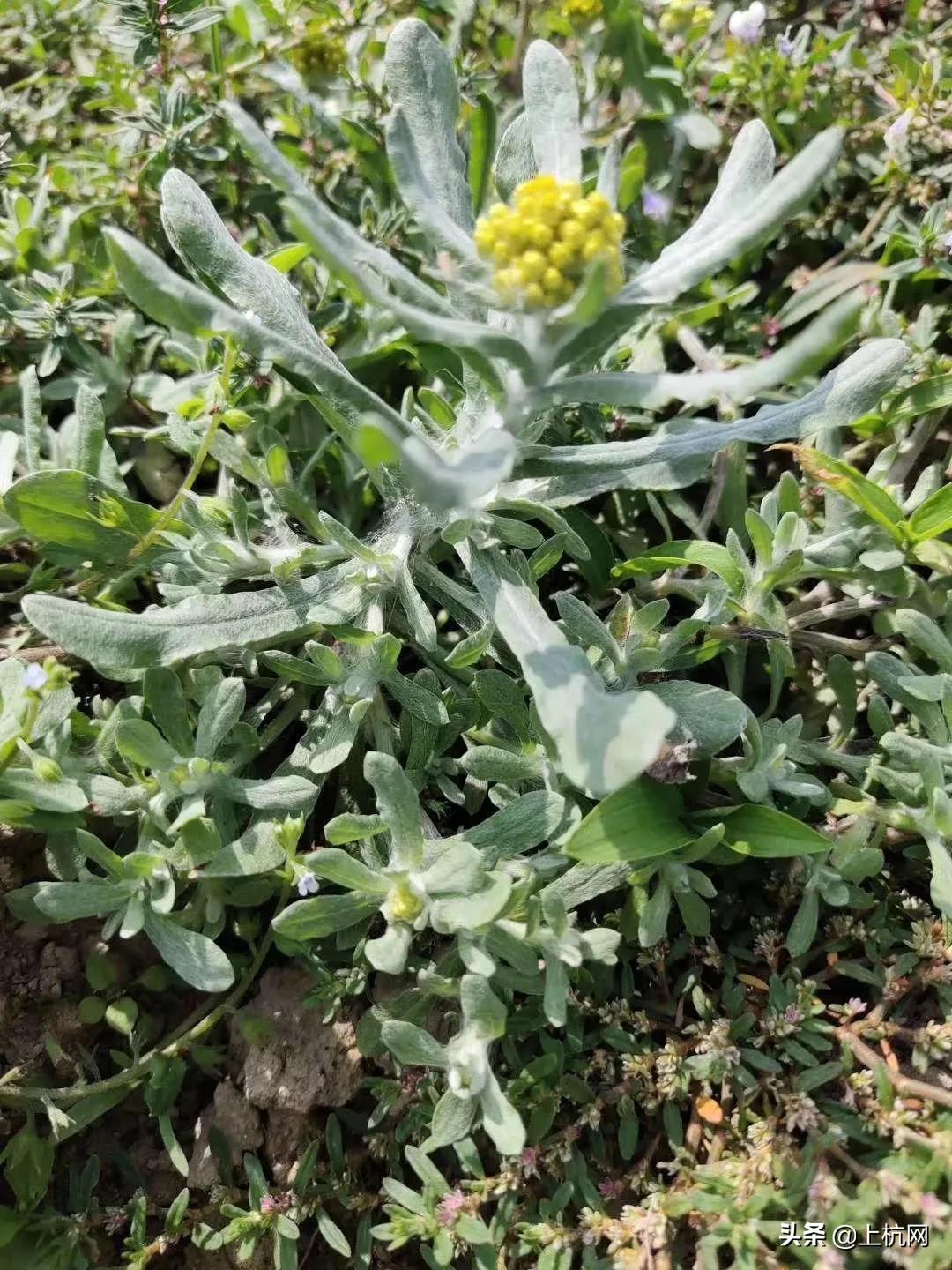 鼠曲草是野草吗,野生中药材鼠曲草
