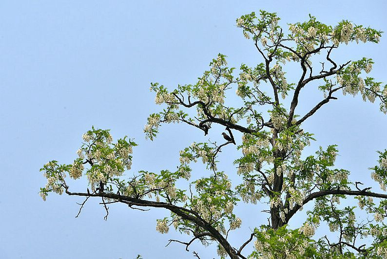 鏁ｆ枃妞版灄婕,娌欑埥鏁ｆ枃