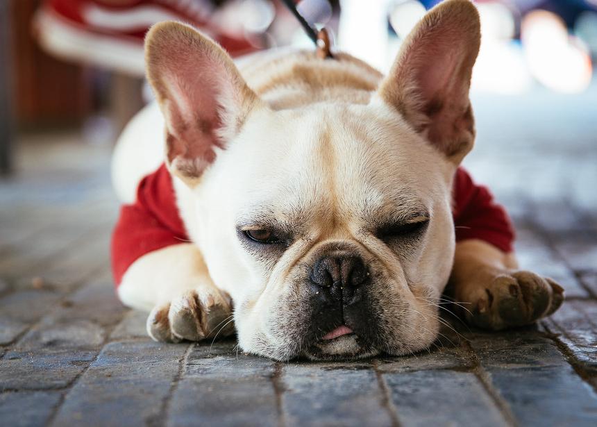 法斗呕吐白色泡沫粘液食欲正常,法斗发情的时候会影响食欲吗
