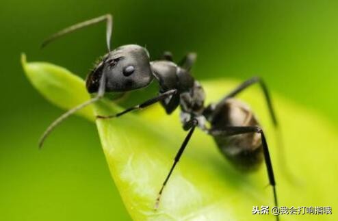 周公解梦大全梦见有喜事,周公解梦梦见什么大吉大利