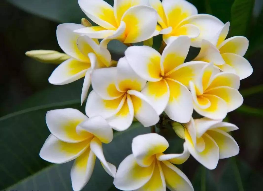 世界各国的国花集锦,英国国花世界各国的国花