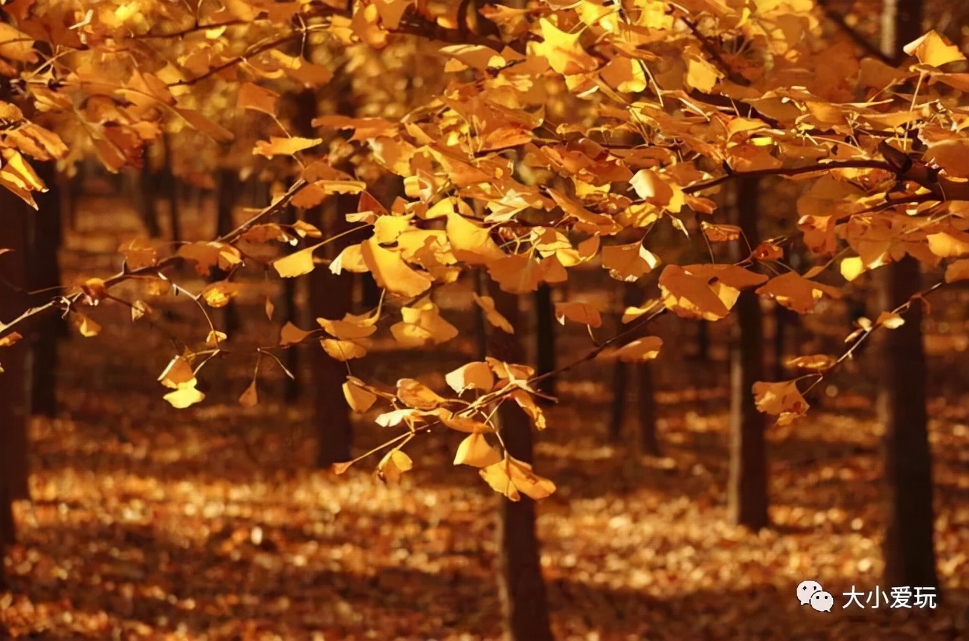 北京红螺寺银杏最佳观赏时间,北京赏银杏景区有哪些