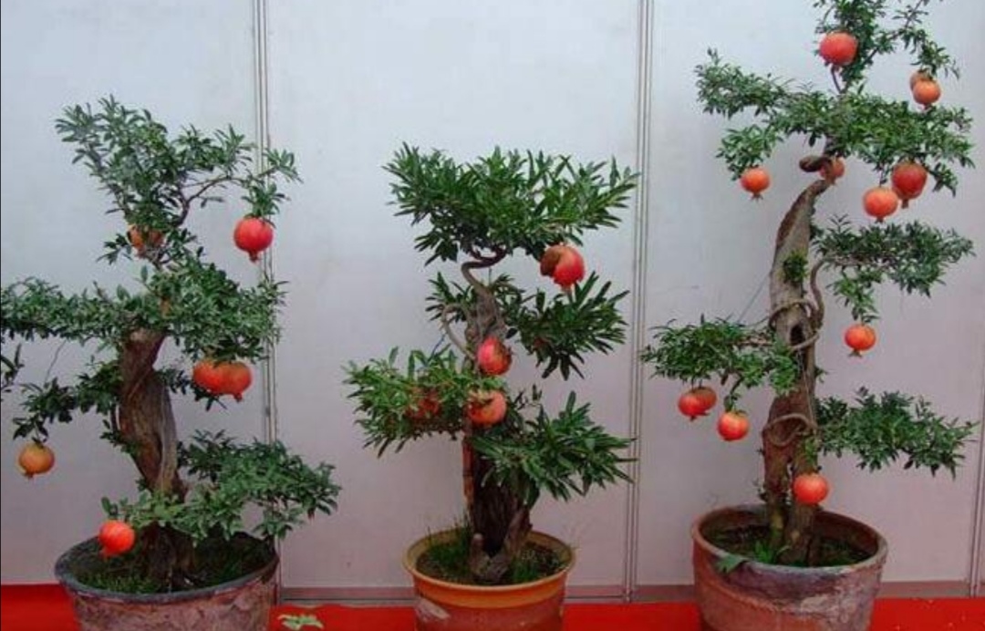 养盆栽石榴记住这几个技巧,石榴盆景养殖方法和注意事项