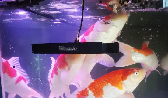 观赏鱼增色饲料配方,观赏鱼增体增色饲料用什么最好