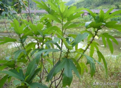 堪称广东的人参,广东人参叫什么