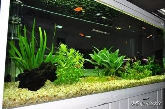 鱼缸放置最佳位置,放置鱼缸三注意
