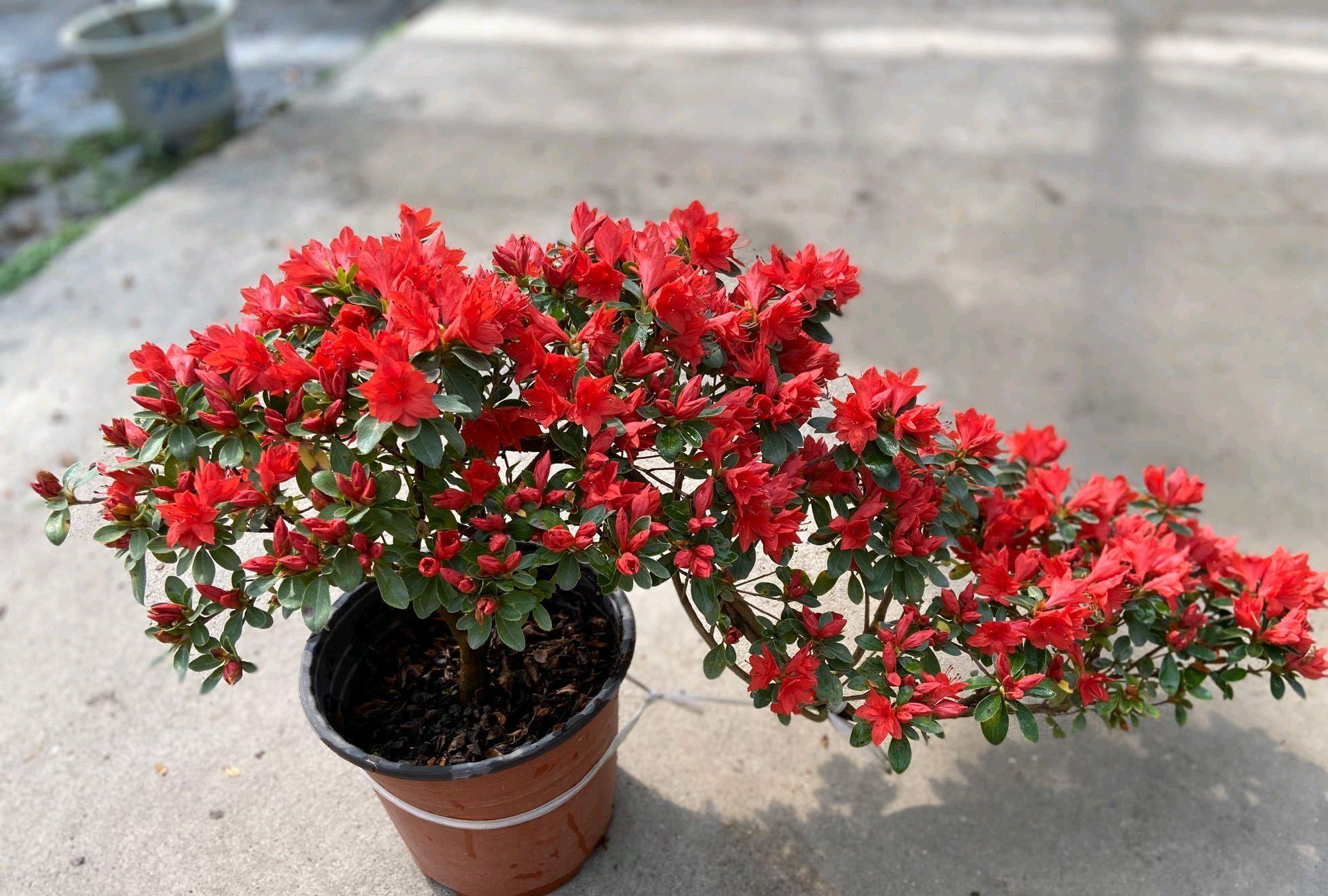 养杜鹃花的技巧,杜鹃花10种品种