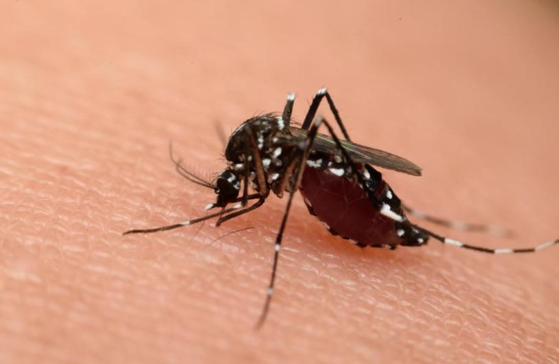 怎么避免蚊子叮咬孩子,防止蚊子叮咬小妙招儿童